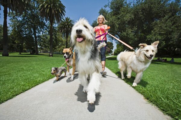 Dog Walking